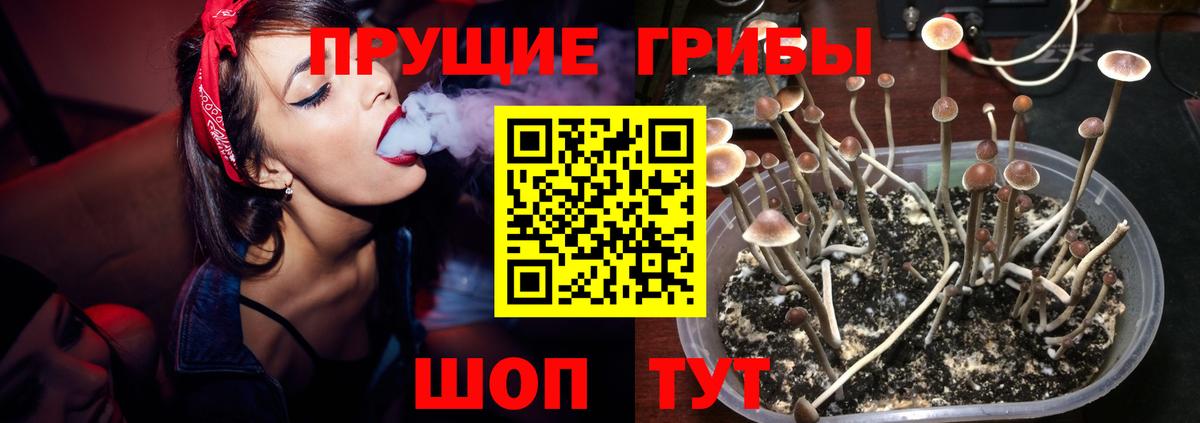 Псилоцибиновые грибы Cubensis Магнитогорск